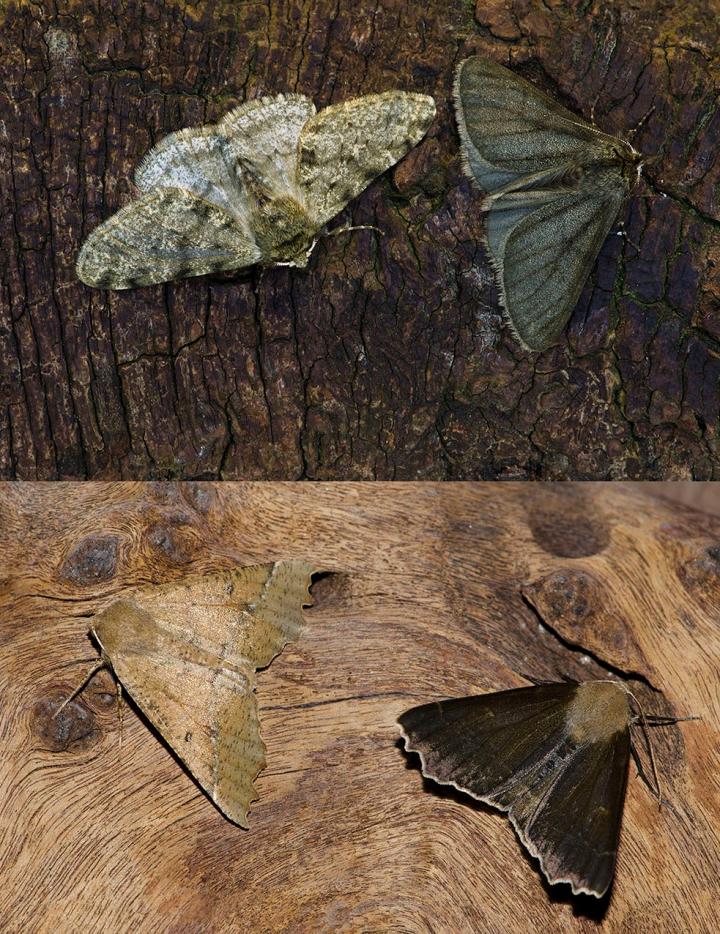 Melanic Moths
