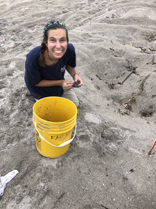 Baby Leatherback Sea Turtle and Nesting Beach