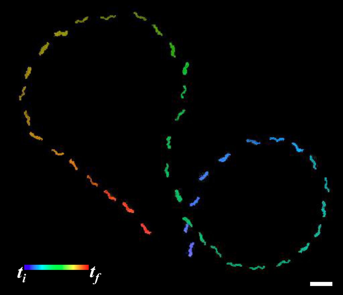 Trajectory of aTemplated Helical Silica Nanoswimmer