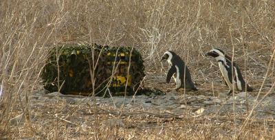 Passports for Penguins