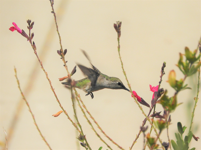 Hummingbird foraging