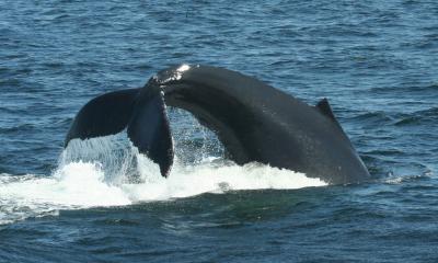 Whales Get Feeding Tips From Their Friends (3 of 5)