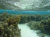 Reef Overgrown by Seaweed