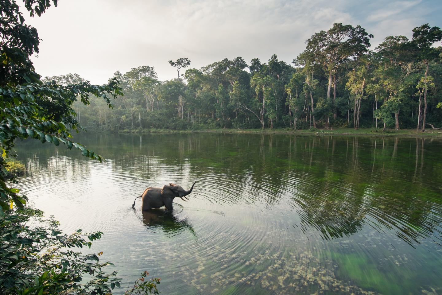 Forest Elephant