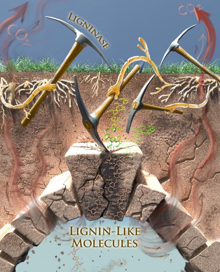 Evidence for Soil Enzymes' Control of Soil Carbon Storage