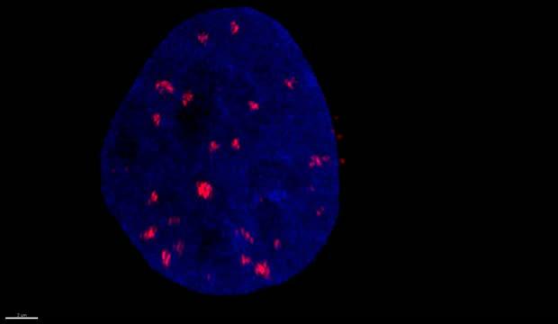 Video of Cell and DNA Damage