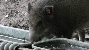 Wild boar ear tagged