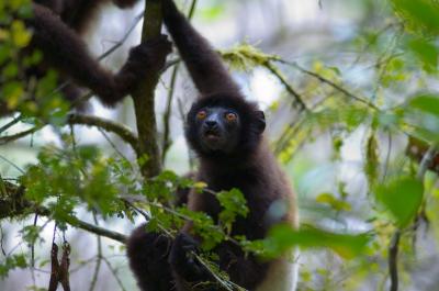 This Is a Lemur Known as the Milne-Edwards' Sifaka (1 of 2)
