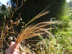 Genetic options ensure rust resistance is toast.