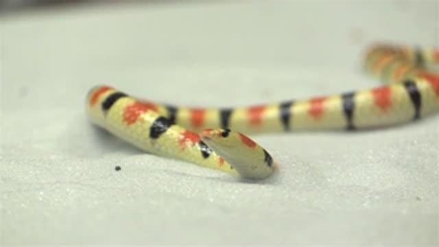 Studying Locomotion in Shovel-nosed Snakes