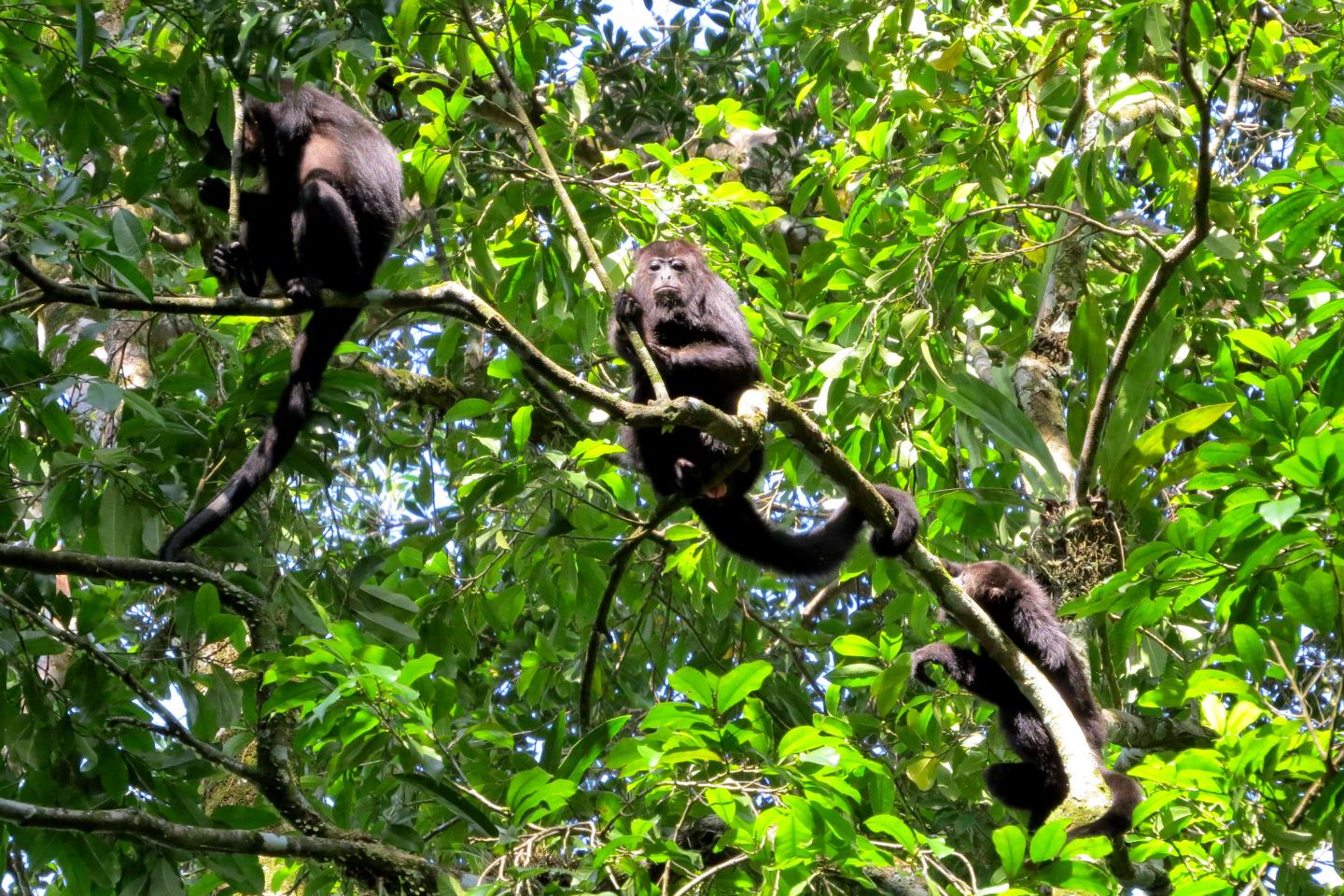 Howler monkeys