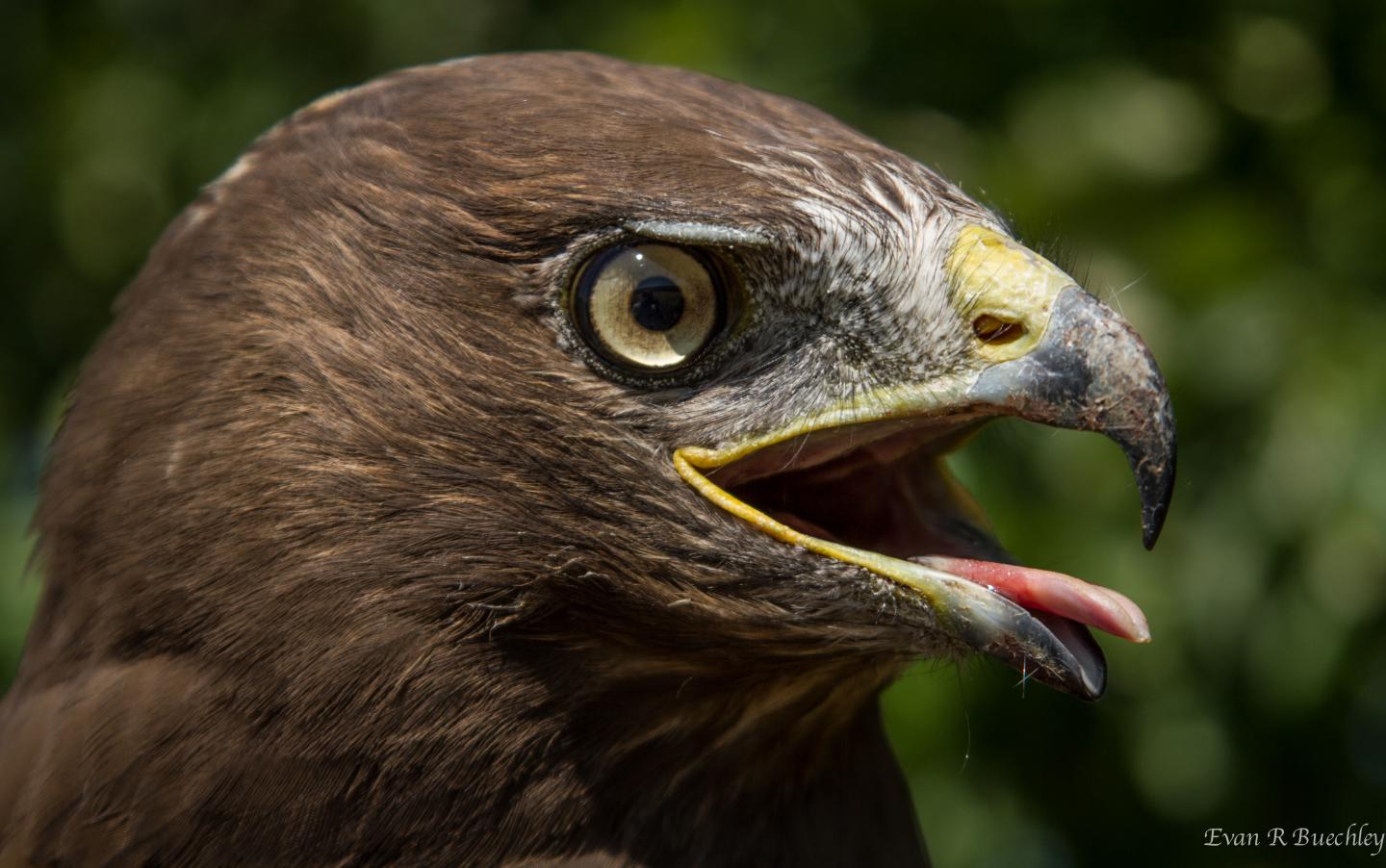 Long-legged Buzzard