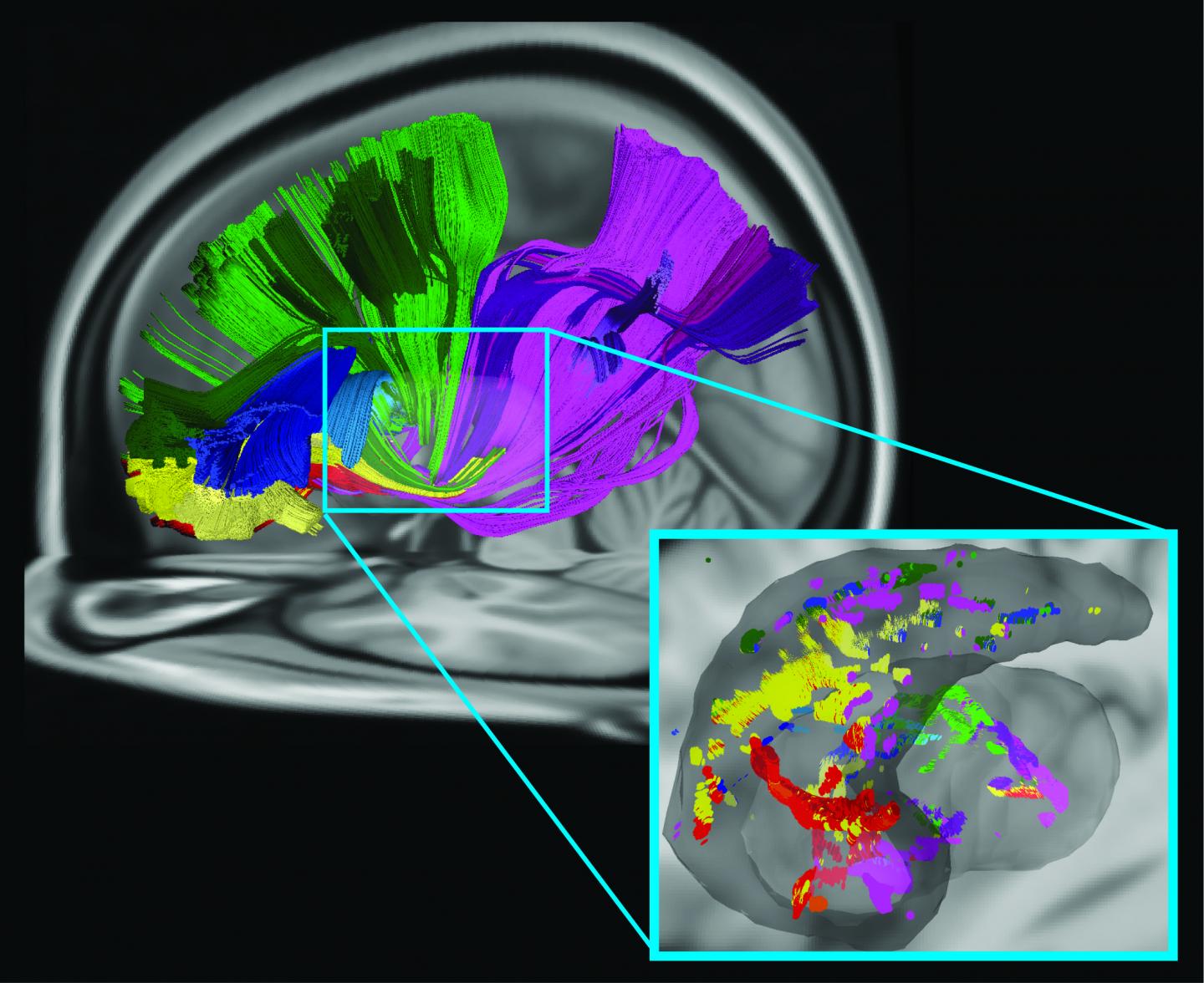 Several Brain Areas Communicate