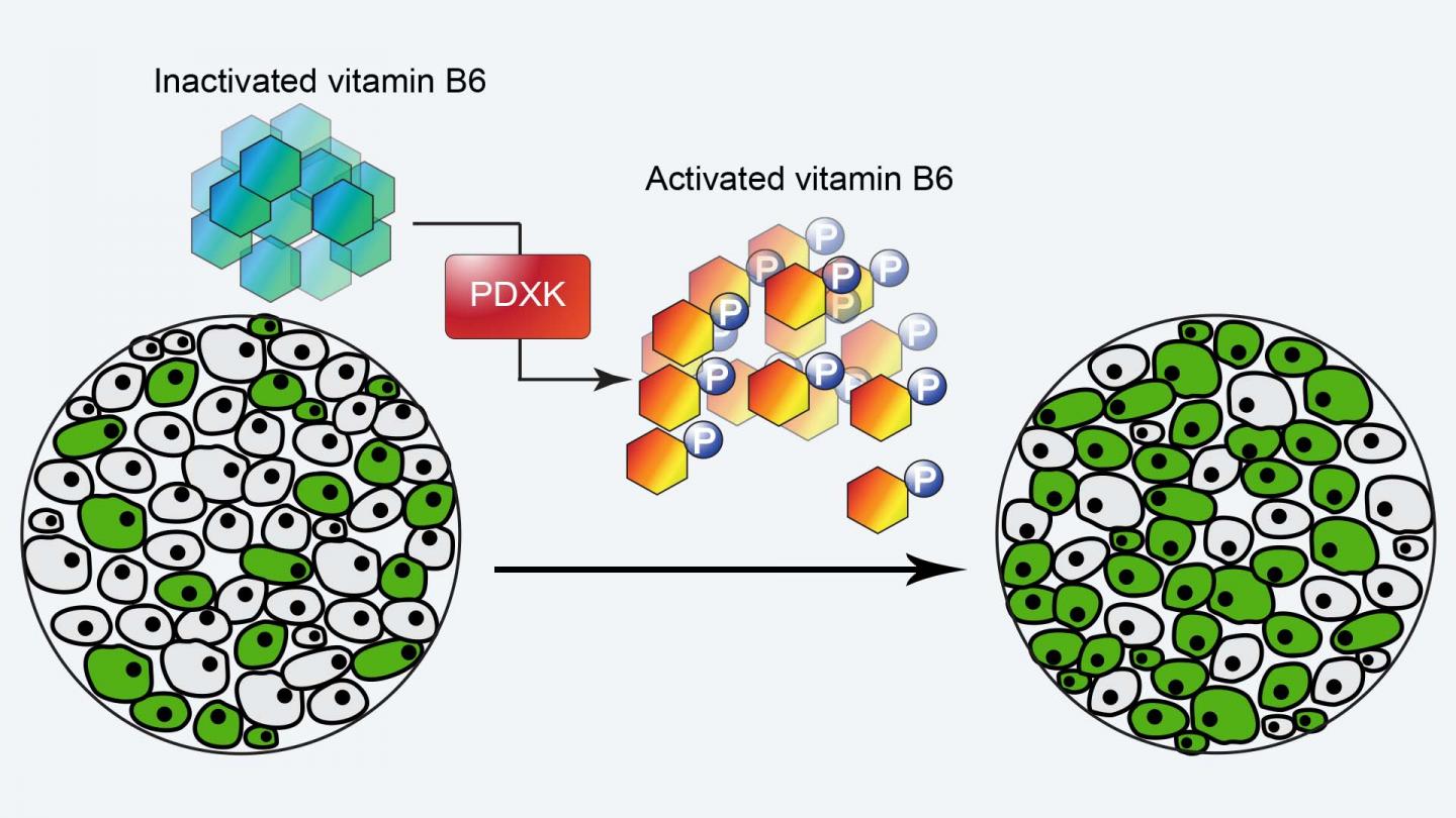 PDXK Enzyme and Vitamin B6