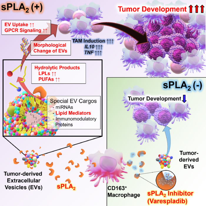 sPLA2 inhibitor