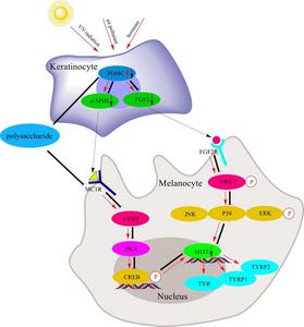 Mechanism diagram of polysaccharide regulating melanin synthesis through two pathways.