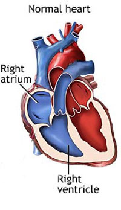 Is a Human Heart like a Mouse Heart?