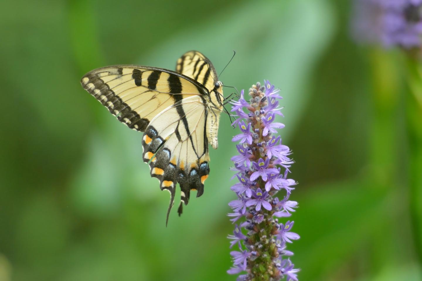 Tiger Swallowtail Butterfly