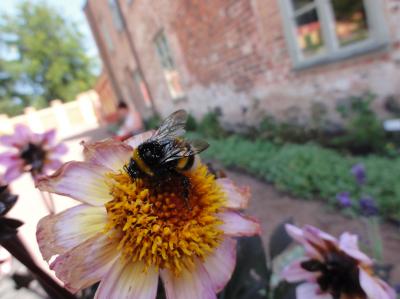 Bumblebee with Pollen