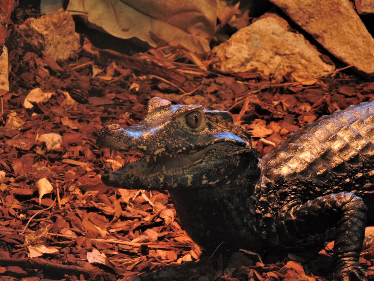 <i>Paleosuchus palpebrosus</i>