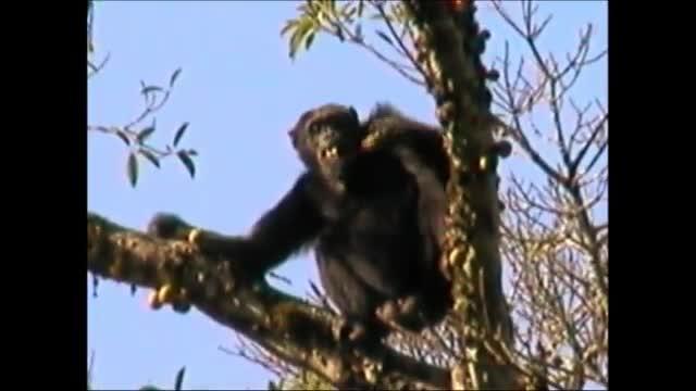 Chimpanzees in Kibale National Park, Uganda, Evaluate the Edibility of Figs