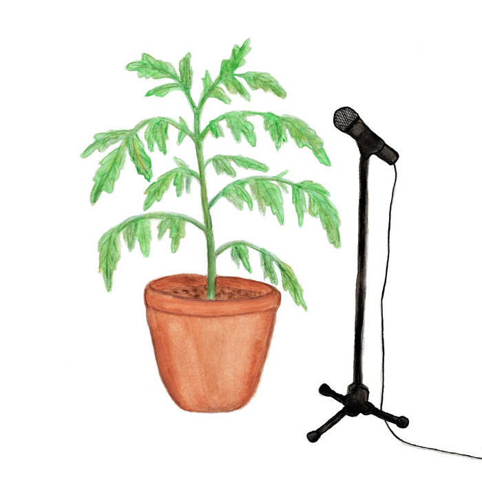 Illustration of a dehydrated tomato plant being recorded.