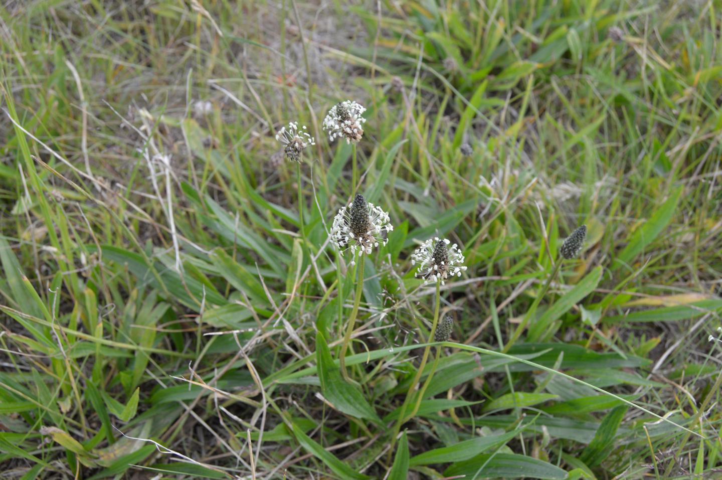 Ribwort plantain