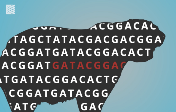 Zoonomia: Comparing genomes from 240 mammalian species