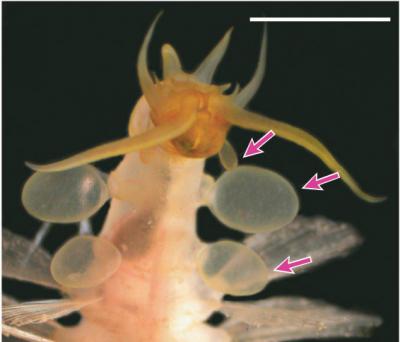 Bombs Away! A Deep Sea Worm's Defense (8 of 8)