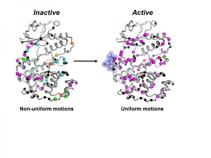 MAP Kinase p38 Enzyme -- Inactive and Active