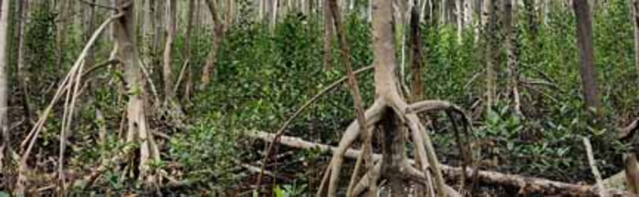 mangrove trees in Everglades National Park