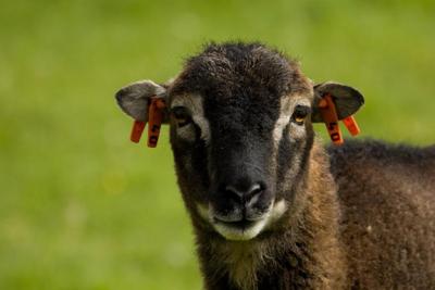 Sheep Photo