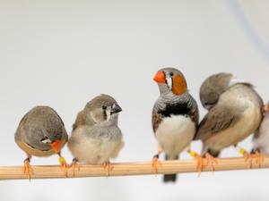 Zebra finches