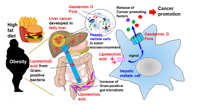 Release mechanism of SASp factors from hepatic stellate cells and their tumorigenic orchestration