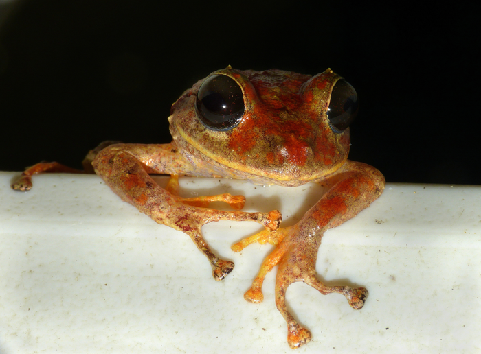 Greta Thunberg´s Rainfrog (Pristimantis gretathunbergae)