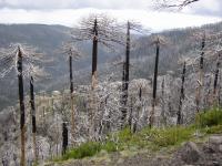 Fire killed Araucaria araucana (monkey puzzle tree) forests in Tolhuaca National Park, in south-central Chile.