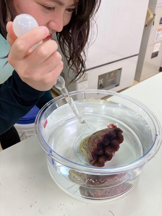 Coral can acquire their symbiotic algae from giant clam poop!