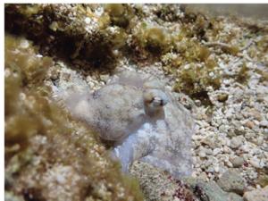 Octopus laqueus during quiet sleep