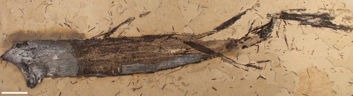 The Fossil Gum in Thin Section of the Fossilized Leaf