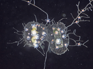 When compatible Hydractinia symbiolongicarpus colonies recognize each other as “self,” via Alr genes, they fuse together.