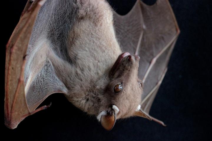 Epomophorus Bat