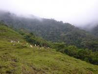 Cattle Pasture