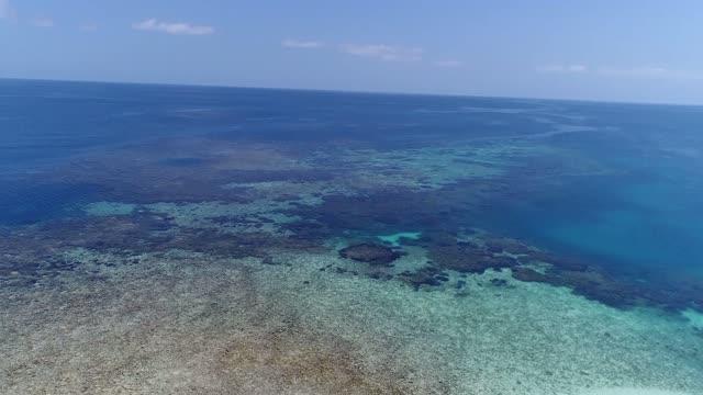 Corals Coping with Cold