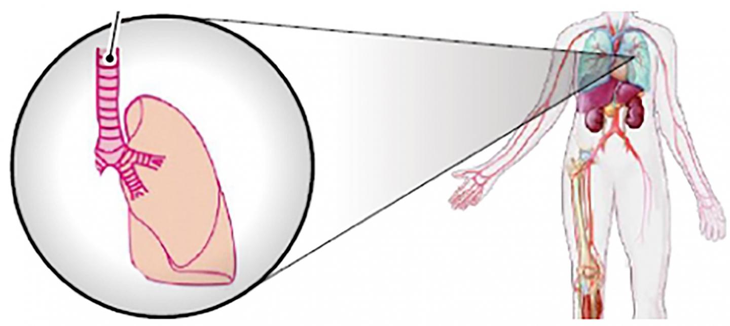 Graphical Abstract