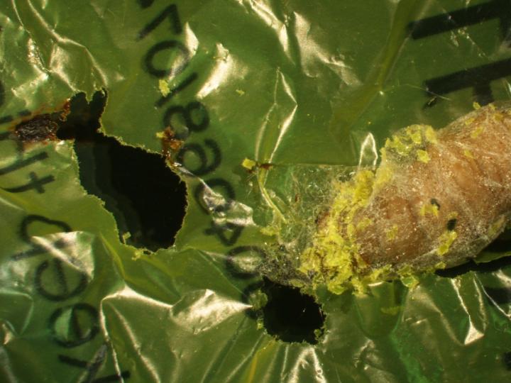 Wax worm chewing plastic