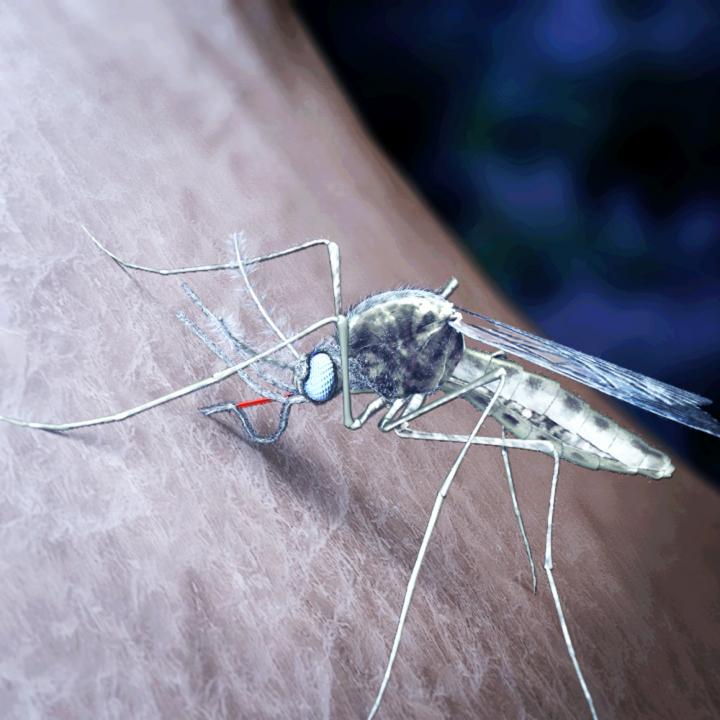 Malaria Mosquito