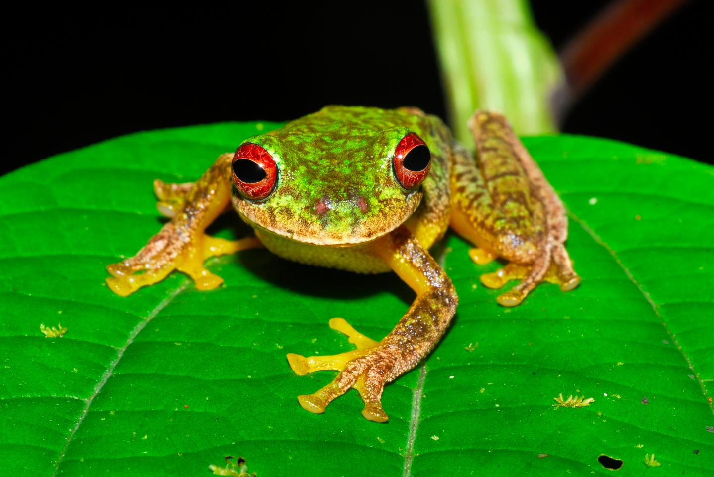 Mossy Red-eyed Frog