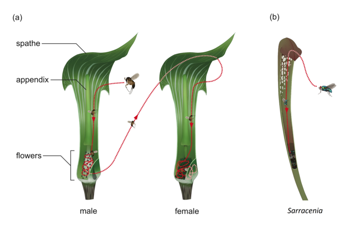 図1 テンナンショウの仲間と食虫植物の昆虫トラップの模式図