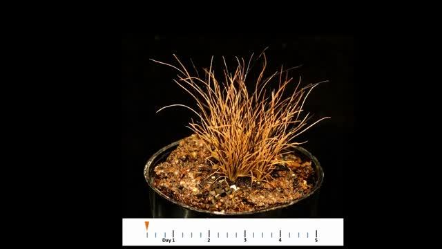 Australian Grass <i>Tripogon loliiformis</i> Comes Back to Life