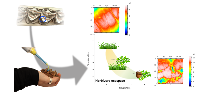 A long-term perspective on Neanderthal environment and subsistence: Insights from the dental microwear texture analysis of hunted ungulates at Combe-Grenal (Dordogne, France)